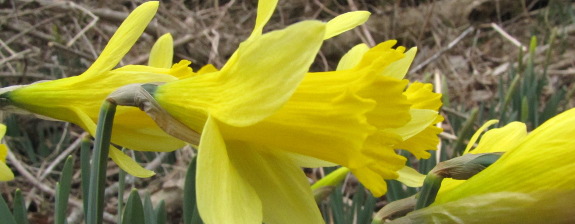 Daffodil