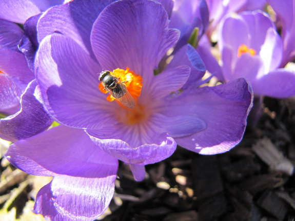 Fly on crocus