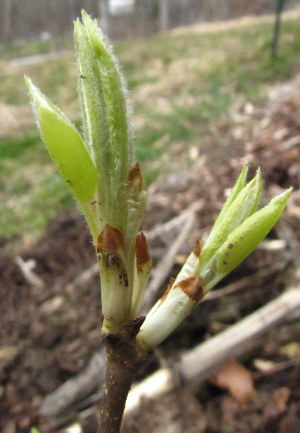 New pear leaves