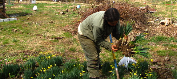 Digging daffodils
