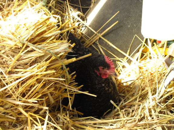 broody hen in the barn
