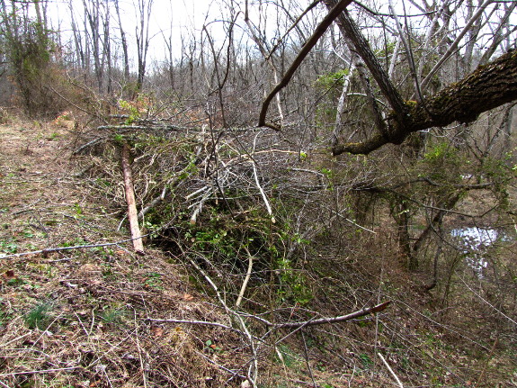 Brush pile