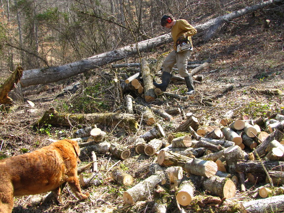 Cutting firewood