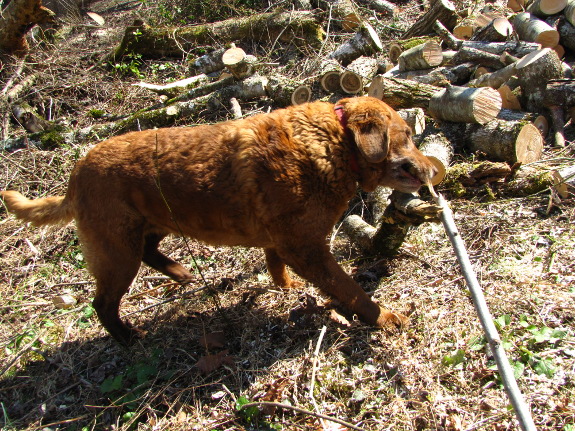 Dog dragging firewood