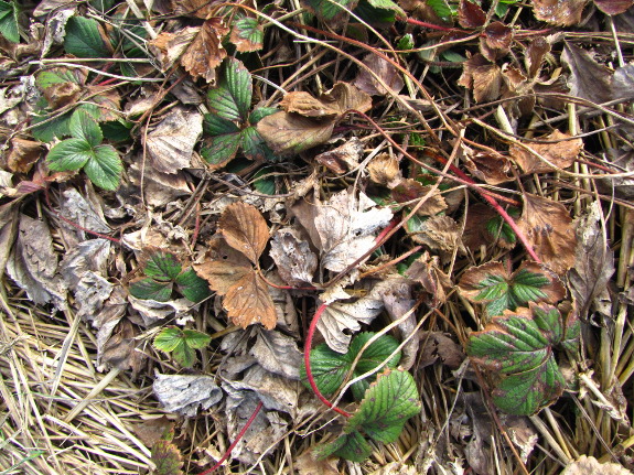 Mineral-burned strawberry leaves