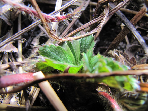 New strawberry leaf