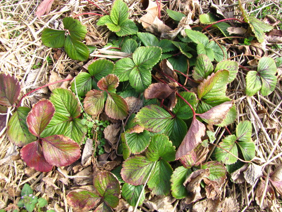 Overwintered strawberry plant