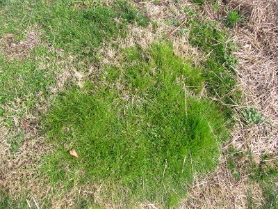 Early spring grass