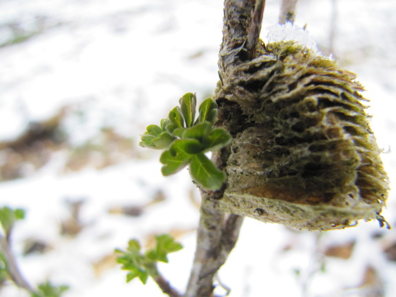 Gooseberry leaf