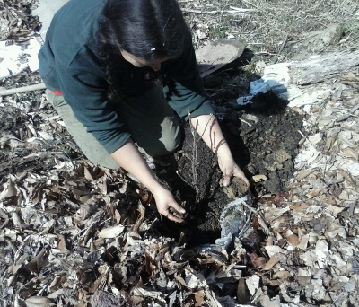 Planting a red currant