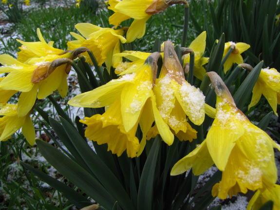 Snow on daffodils