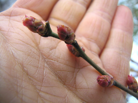 Swelling blueberry buds