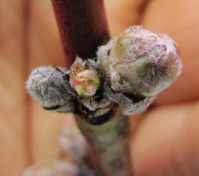 Swelling peach bud