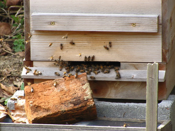 Warre hive entrance