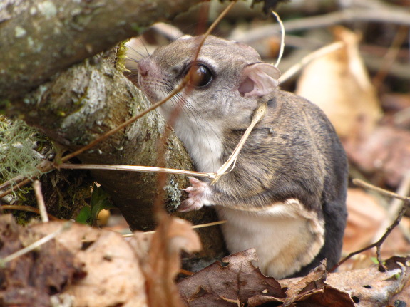 Flying squirrel