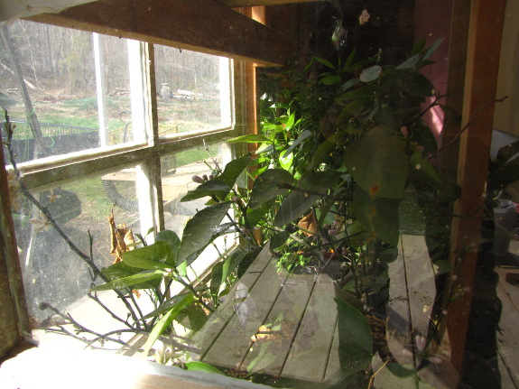 Plants through a window