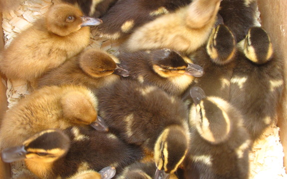 Ducklings