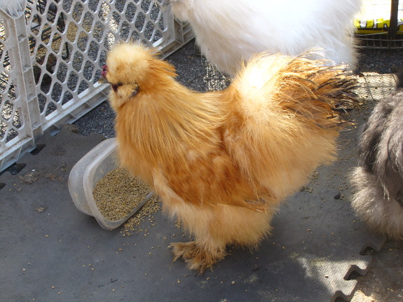 Silkie