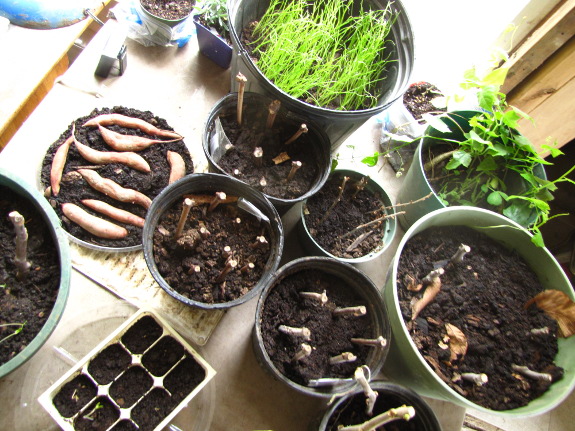 Plant table