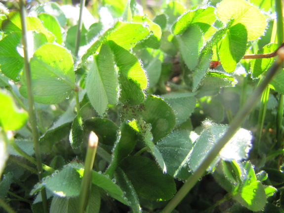 Dewy clover