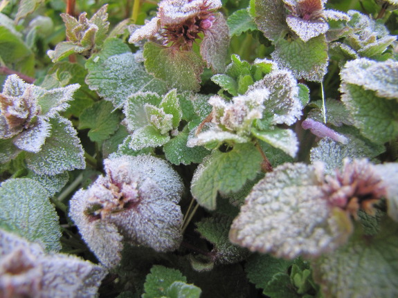 Frost on dead nettle