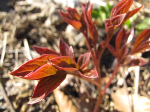 New peony leaves