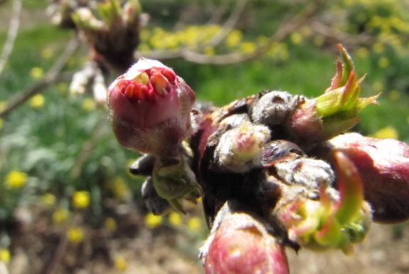 Opening peach bud