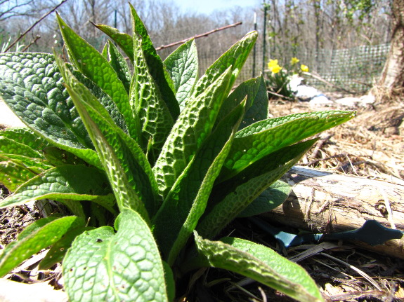 New comfrey leaves