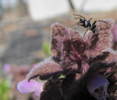 Spider on dead nettle