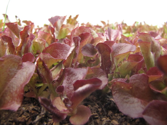 Spring lettuce