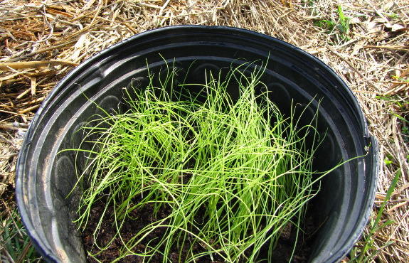 Onion seedlings