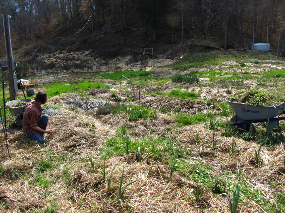 Garden weeding