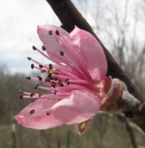 Peach blossom