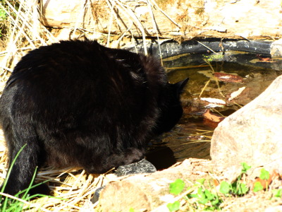 Drinking cat