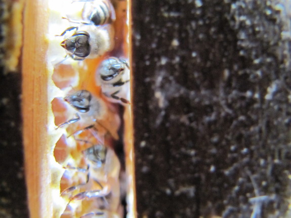 Inside bee hive