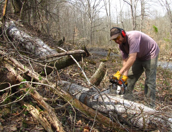 man using chainsaw to clear space for a new pig pasture experiment