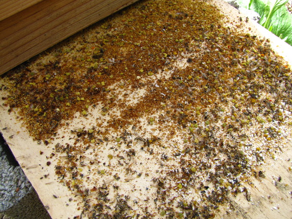 Winter hive debris