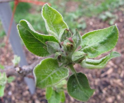 Apple flower buds