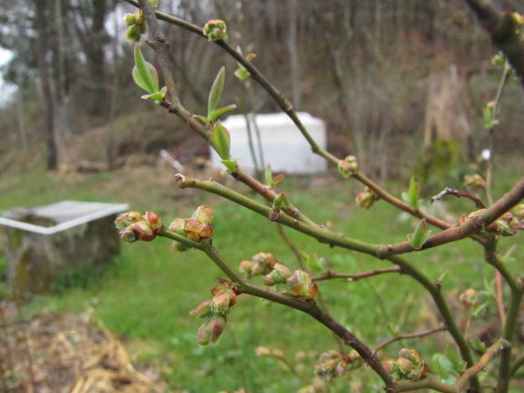 Blueberry flower buds