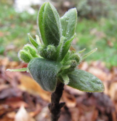 Honeyberry buds