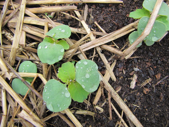 Jewelweed seedlings