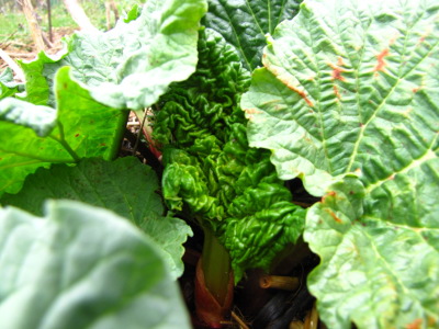 New rhubarb leaves