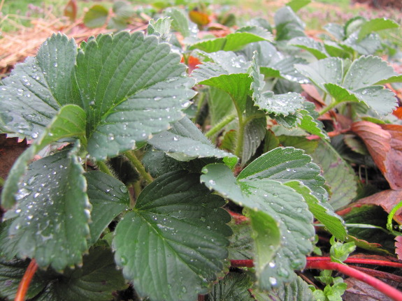 New strawberry leaves