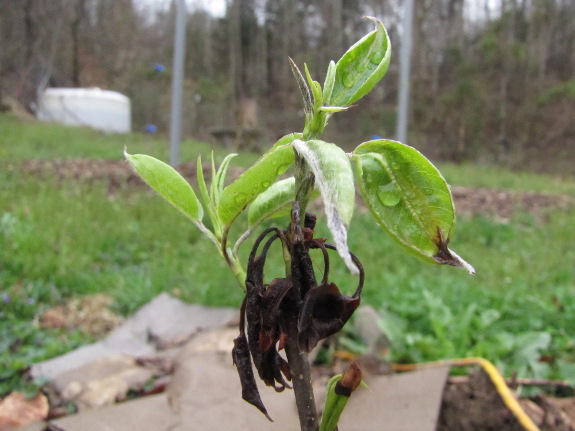 Nipped pear leaves