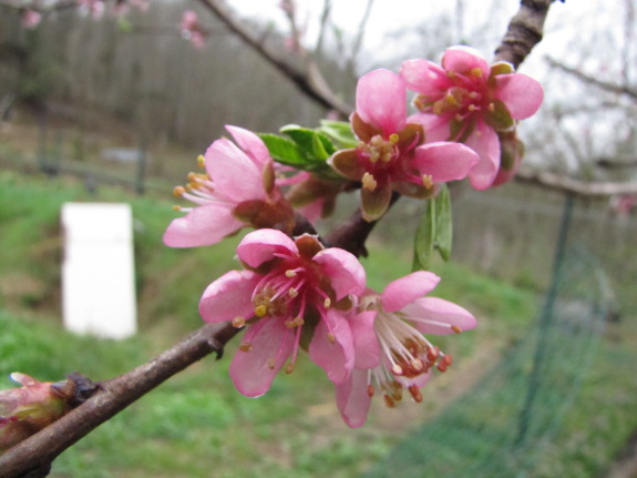 Peach flowers