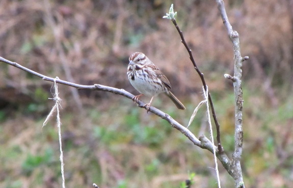 Song Sparrow on apple tree