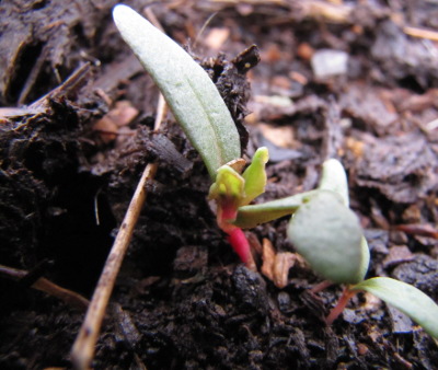 Swiss chard seedlings