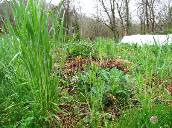 Weedy garden