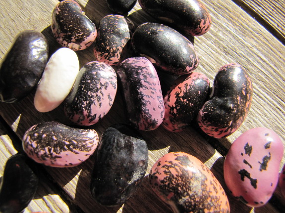 Scarlet runner beans