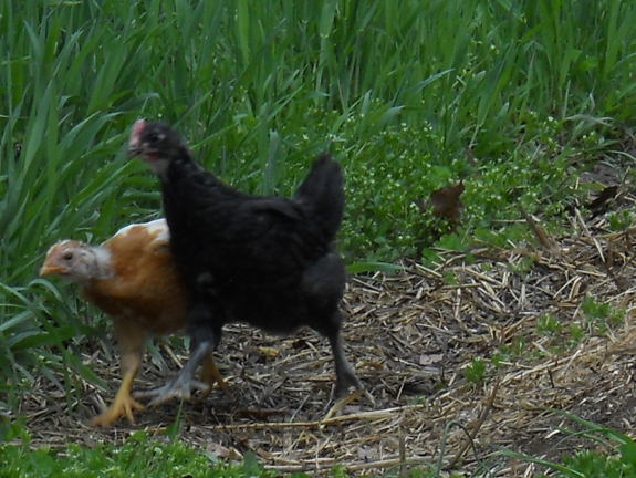 new chicks strutting around the garden